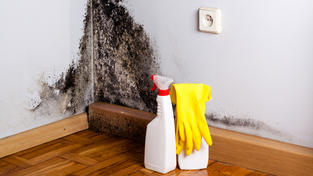 Cómo quitar el moho de las paredes de tu vivienda?